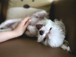animal-massage-(6)